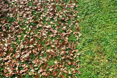 Seasonal Leaf Removal Benefits
