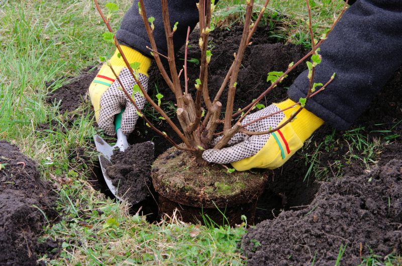 Shrubs Clearing in Progress